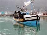 Fishing Trawler arriving after a successful catch
