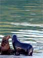 Seals in Discussion