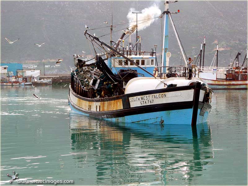 Fishing Trawler arriving after a successful catch, Hout Bay Harbour