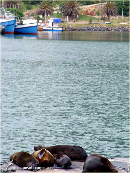 resting seals in Hout Bay harbour