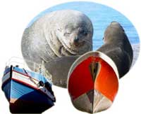 Seals in Hout Bay harbour